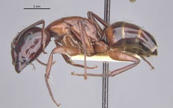 Media type: image;   Entomology 21536 Aspect: habitus lateral view